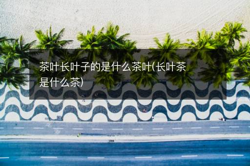 茶叶长叶子的是什么茶叶(长叶茶是什么茶)