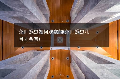 茶叶螨虫如何观察的(茶叶螨虫几月才会有)